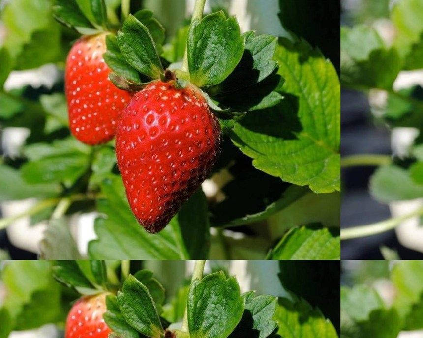 فراولة ذكية